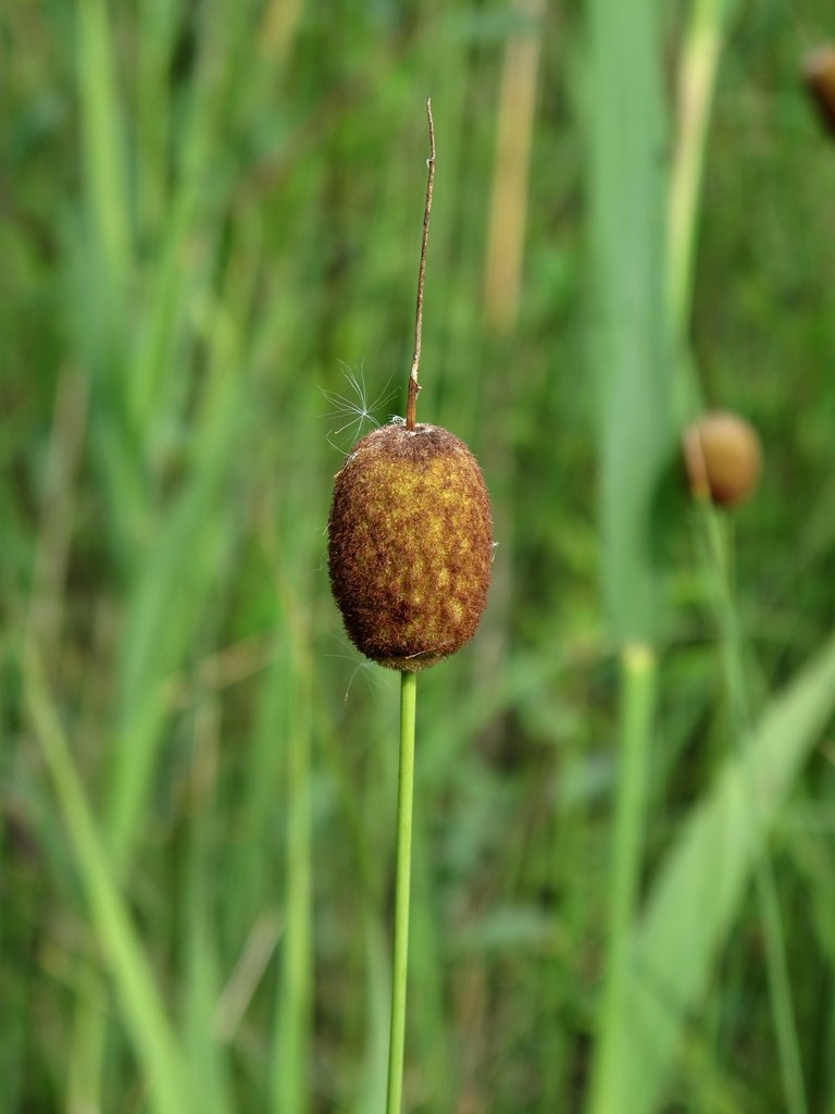 Typha minima
